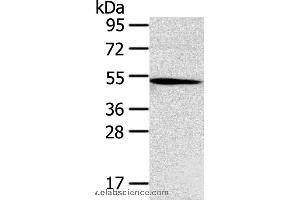 Western blot analysis of Hepg2 cell, using TNFRSF4 Polyclonal Antibody at dilution of 1:250