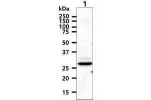The cell lysate (40ug) were resolved by SDS-PAGE, transferred to PVDF membrane and probed with anti-human HTATIP2 antibody (1:1000).