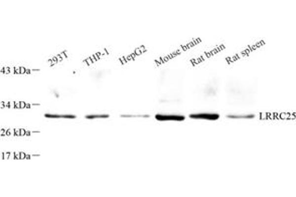 LRRC25 anticorps