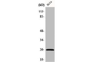 Western Blot analysis of HeLa cells using Ephrin-A5 Polyclonal Antibody (Ephrin A5 anticorps  (Internal Region))