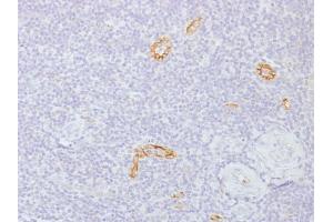 Formalin-fixed, paraffin-embedded human Tonsil stained with Connexin 32 Monoclonal Antibody (GJB1/1753) (GJB1 anticorps)