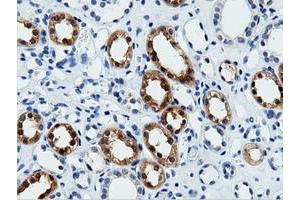 Immunohistochemical staining of paraffin-embedded Human Kidney tissue using anti-VWA5A mouse monoclonal antibody. (VWA5A anticorps)