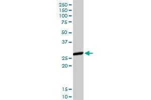HLA-DMA MaxPab rabbit polyclonal antibody.