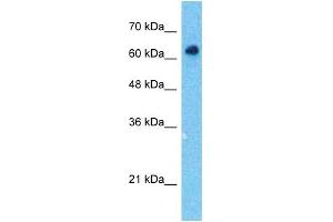 Host:  Rabbit  Target Name:  SOX10  Sample Type:  HepG2 Whole Cell lysates  Antibody Dilution:  0.