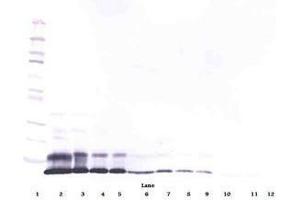Image no. 3 for anti-RELM alpha antibody (ABIN465191) (RELM alpha anticorps)