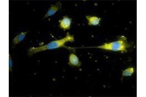 Immunofluorescence (IF) image for anti-CD34 (CD34) antibody (Alexa Fluor 647) (ABIN2657763)