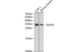 Western blot analysis of extracts of various cell lines, using DHRS9 antibody (ABIN6130324, ABIN6139603, ABIN6139604 and ABIN6221932) at 1:1000 dilution. (DHRS9 anticorps  (AA 18-319))