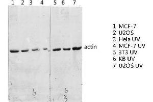 Western Blot (WB) analysis of specific lysis using Actin Polyclonal Antibody. (Actin anticorps  (C-Term))