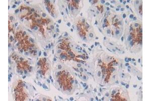 Detection of SPON2 in Human Stomach Tissue using Polyclonal Antibody to Spondin 2 (SPON2)