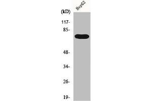 Western Blot analysis of HepG2 cells using FASTKD3 Polyclonal Antibody (FASTKD3 anticorps  (Internal Region))