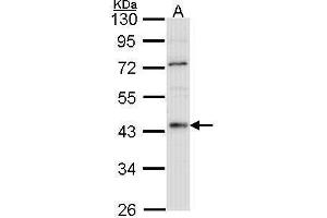 WB Image Sample (30 ug of whole cell lysate) A: Hep G2 , 10% SDS PAGE HNF-4 alpha antibody antibody diluted at 1:1000 (HNF4A anticorps  (N-Term))