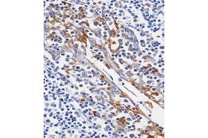 C staining LYZ in human tonsil tissue sections by Immunohistochemistry (IHC-P - paraformaldehyde-fixed, paraffin-embedded sections). (LYZ anticorps  (C-Term))