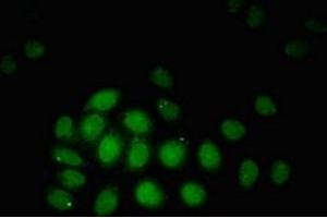 Immunofluorescent analysis of A549 cells using ABIN7172775 at dilution of 1:100 and Alexa Fluor 488-congugated AffiniPure Goat Anti-Rabbit IgG(H+L) (ZBTB33 anticorps  (AA 113-228))