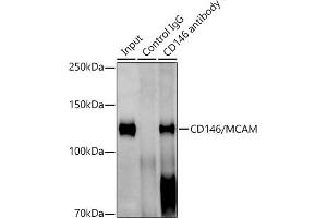 Immunoprecipitation analysis of 600 μg extracts of Mouse lung cells using 3 μg CD146/MCAM antibody (ABIN7268460). (MCAM anticorps)