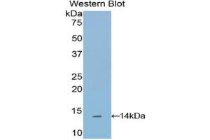 Detection of Recombinant SEMA3A, Human using Polyclonal Antibody to Semaphorin 3A (SEMA3A)