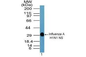 anti-Hemagglutinin antibody (Influenza A Virus H1N1 (A/Swine/Iowa/15/1930 H1N1)) (AA 205-220)