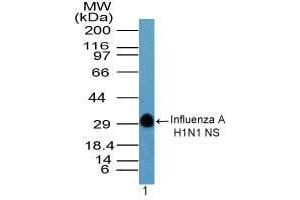 Image no. 1 for anti-Hemagglutinin antibody (Influenza A Virus H1N1 (A/Swine/Iowa/15/1930 H1N1)) (AA 205-220) (ABIN960232) (Hemagglutinin anticorps  (AA 205-220))