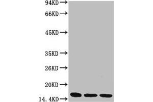 Western blot analysis of 1) Hela, 2) Raw264. (Di-Methyl-Histone H3(K36) (H3K36me2) anticorps)
