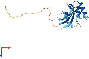 AlphaFold protein structure predicition of Human Recombinant PIN4 Protein, UniprotID Q9Y237