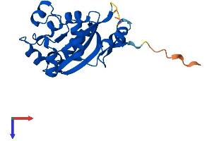AlphaFold protein structure predicition of Mouse Recombinant Nme6 Protein, UniprotID O88425