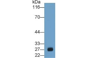 Detection of GSTa3 in Porcine Liver lysate using Polyclonal Antibody to Glutathione S Transferase Alpha 3 (GSTa3) (GSTA3 anticorps  (AA 1-222))