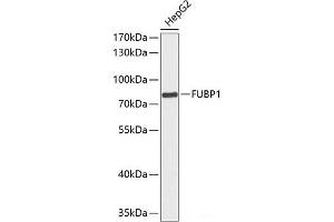Western blot analysis of extracts of HepG2 cells using FUBP1 Polyclonal Antibody at dilution of 1:1000. (FUBP1 anticorps)