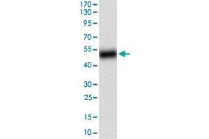 Western blot analysis of human BACE1 (AA: 112-324) recombinant protein (Expected MW is 49. (BACE1 anticorps  (AA 112-324))