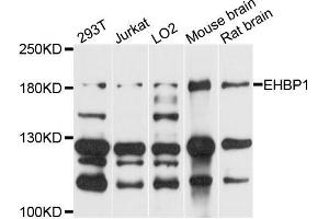 Western blot analysis of extracts of various cell lines, using EHBP1 antibody (ABIN5996375) at 1/1000 dilution.