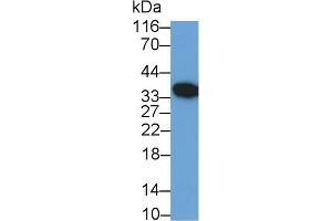 Detection of MDM2 in U2OS cell lysate using Polyclonal Antibody to Mdm2 p53 Binding Protein Homolog (MDM2)
