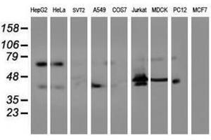 Image no. 2 for anti-Integrin alpha FG-GAP Repeat Containing 2 (ITFG2) antibody (ABIN1498911) (ITFG2 anticorps)