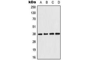Western blot analysis of AMPK beta 1 expression in HeLa (A), Raw264. (PRKAB1 anticorps  (N-Term))