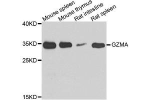 Western blot analysis of extracts of various cell lines, using GZMA antibody. (GZMA anticorps  (AA 29-262))