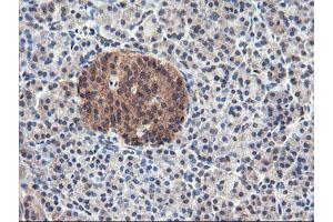 Image no. 2 for anti-Ubiquitin Specific Peptidase 10 (USP10) antibody (ABIN1501689) (USP10 anticorps)