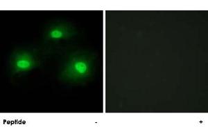 Immunofluorescence analysis of HeLa cells, using PKIA polyclonal antibody .