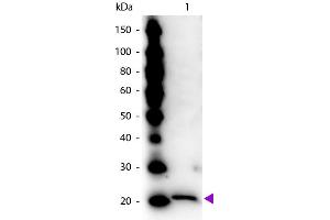 Western Blot of Rabbit Anti-Ferritin antibody. (Ferritin anticorps)