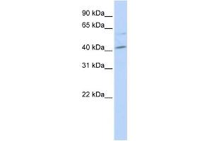 WB Suggested Anti-MAF Antibody Titration:  0. (MAF anticorps  (Middle Region))