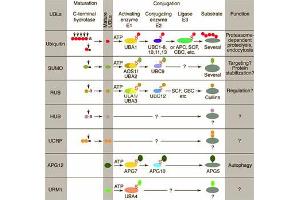 Conjugation pathways for ubiquitin and ubiquitin-like modifiers (UBLs). (Hub1 anticorps)
