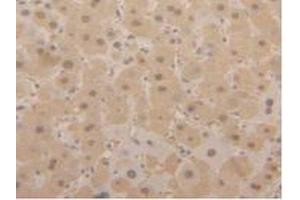 Detection of GAPDH in Human Liver Tissue using Polyclonal Antibody to Glyceraldehyde-3-Phosphate Dehydrogenase (GAPDH) (GAPDH anticorps  (AA 154-324))