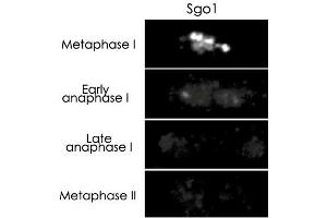 Immunostaining of Shugoshin 1 in synchronized diploid fission yeast. (Shugoshin anticorps)