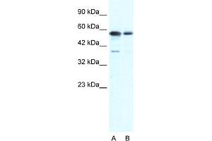 WB Suggested Anti-G22P1 Antibody Titration:  1. (XRCC6 anticorps  (N-Term))