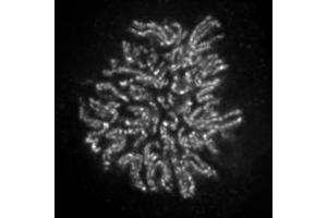 NCAPH2 antibody (mAb) (Clone 5F2G4) tested by immunofluorescence.