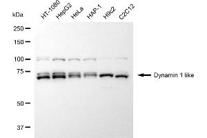 Western blotting analysis using dynamin 1 like antibody (ABIN7798398). (Dynamin 1-Like anticorps)