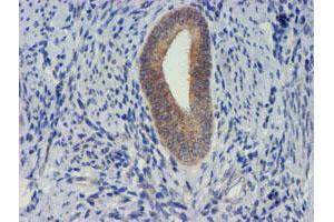 Image no. 1 for anti-Metalloproteinase Inhibitor 2 (TIMP2) antibody (ABIN1501394) (TIMP2 anticorps)