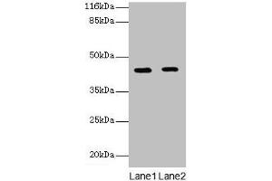 Western blot All lanes: GFOD2 antibody at 2 μg/mL Lane 1: K562 whole cell lysate Lane 2: Hela whole cell lysate Secondary Goat polyclonal to rabbit IgG at 1/10000 dilution Predicted band size: 43, 31, 13 kDa Observed band size: 43 kDa (GFOD2 anticorps  (AA 1-280))