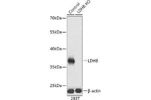 Western blot analysis of extracts from normal (control) and LDHB knockout (KO) 293T cells using LDHB Polyclonal Antibody at dilution of 1:1000. (LDHB anticorps)