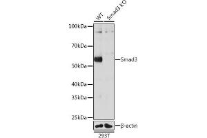 Western blot analysis of extracts from wild type (WT) and Smad3 knockout (KO) 293T cells, using Smad3 antibody (ABIN7270349) at 1:1000 dilution. (SMAD3 anticorps)