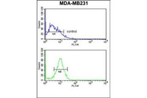 Flow cytometry analysis of MDA-MB231 cells using Peroxin 14 / PEX14 Antibody (C-term) Cat.