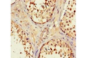 Immunohistochemistry of paraffin-embedded human testis tissue using ABIN7162243 at dilution of 1:100 (OPN5 anticorps  (AA 310-353))