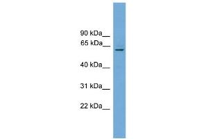 WB Suggested Anti-Plbd1 Antibody Titration:  0.