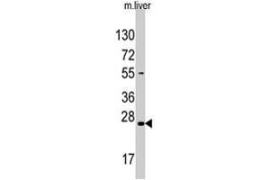 Western blot analysis of SOST polyclonal antibody  in mouse liver tissue lysate (35 ug/lane). (Sclerostin anticorps  (N-Term))